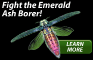 Emerald Ash Borer